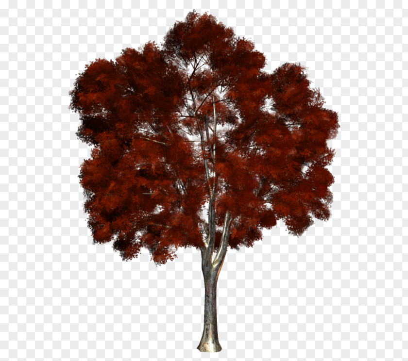 Autumn Trunk Oak Tree Drawing PNG