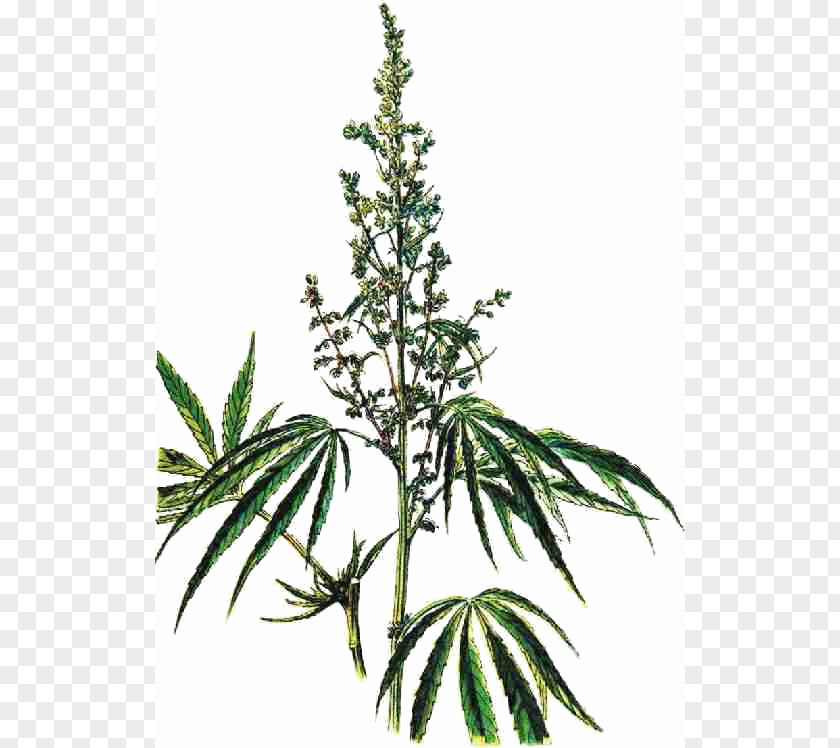 Cannabis Hemp Herb Smoking Cathinone PNG