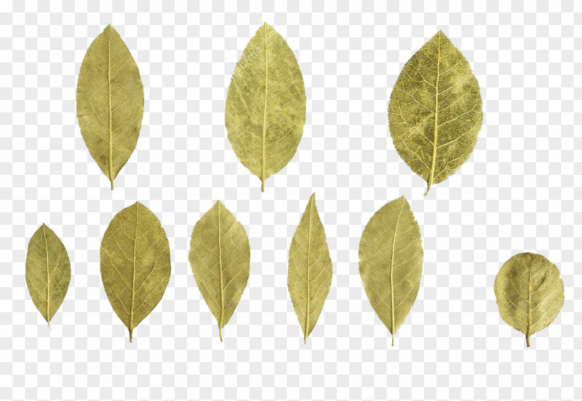 Laurel Leaves Specimens Bay Leaf PNG