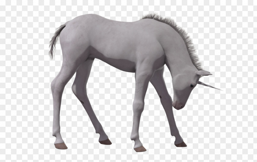 Mustang American Paint Horse Foal Stallion PNG