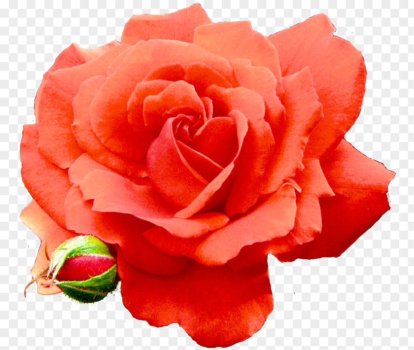 Ave Maria Garden Roses Cabbage Rose Floribunda Carnation Cut Flowers PNG