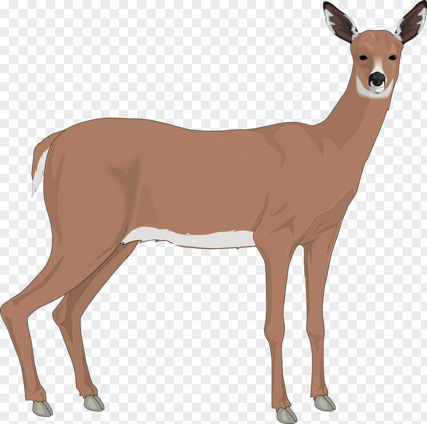 Baby Deer The White-tailed Reindeer Clip Art PNG