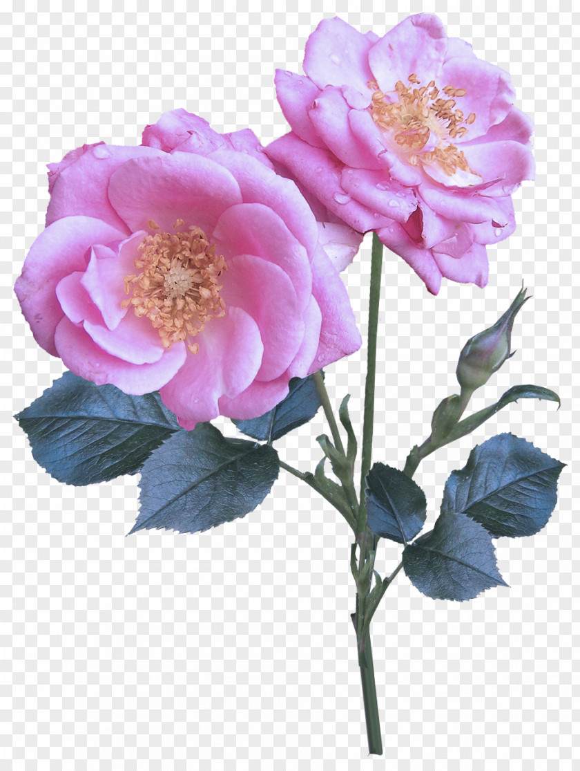 Floribunda Common Peony Rose PNG