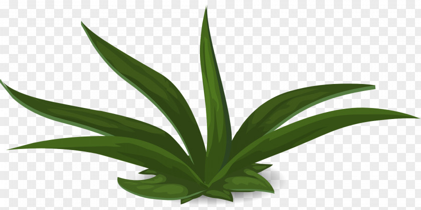 Jungle Plant Green Aloe Vera PNG