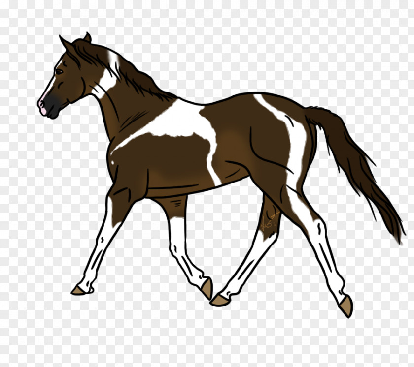 Mustang Foal Hunt Seat Pony Colt PNG