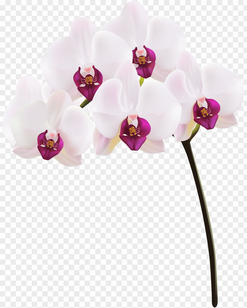 Orchid Clip Art Image Orchids PNG