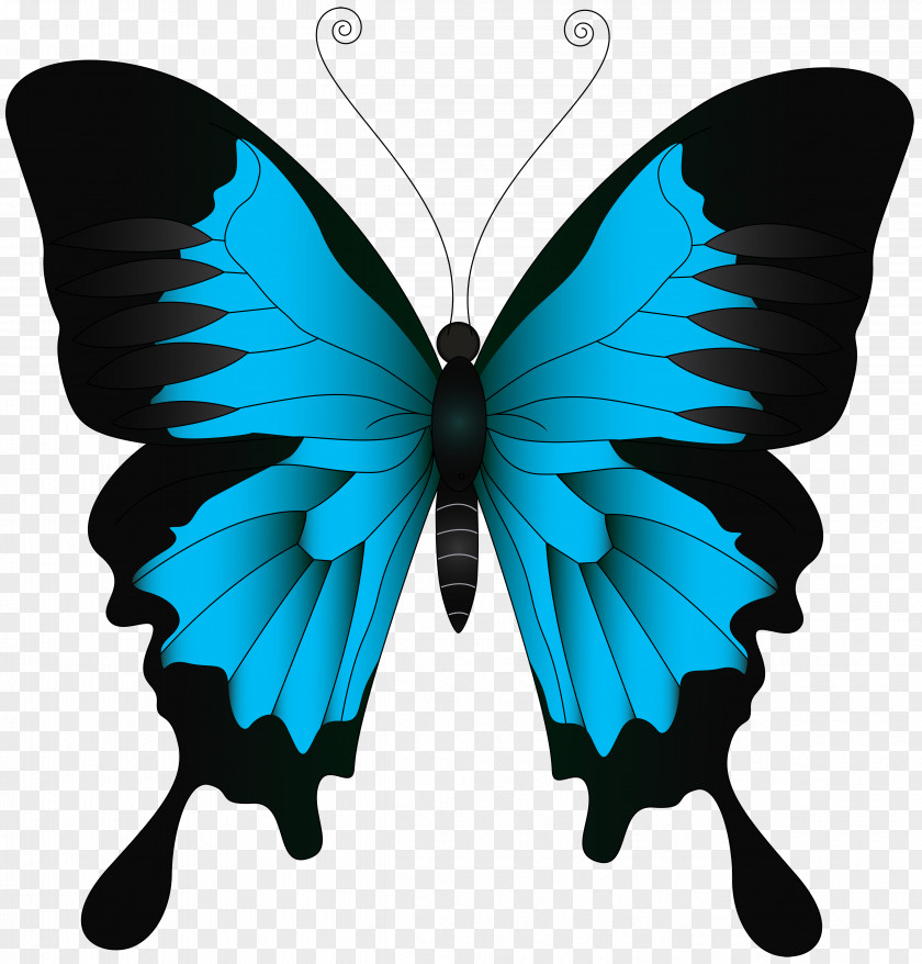 Blue Butterfly Clip Art Image Swallowtail Papilio Ulysses PNG