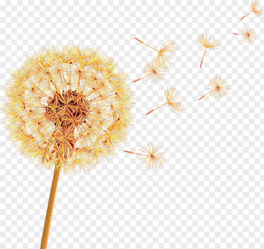 Dandelion Desktop Wallpaper Cut Flowers Transvaal Daisy Computer PNG