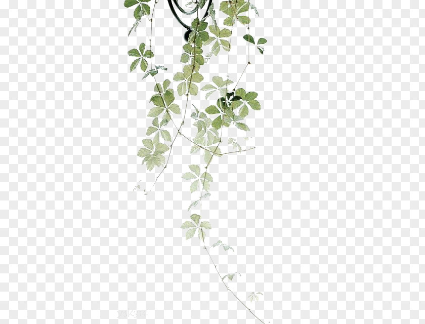 Drawing Plant Leaves Self-love Flower Garden PNG