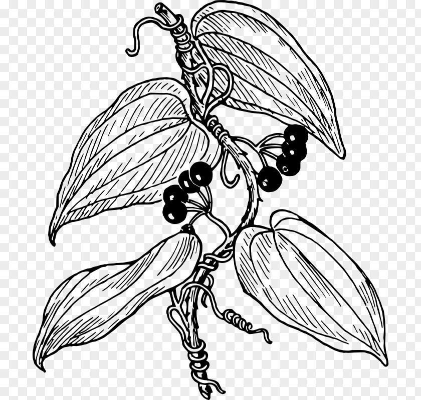 Herbaceous Visual Arts Drawing PNG