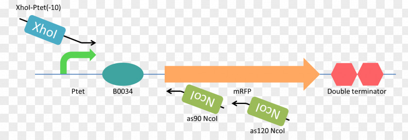 Pylis Downstream Sequence XhoI Restriction Enzyme Antisense RNA Site Nucleic Acid PNG