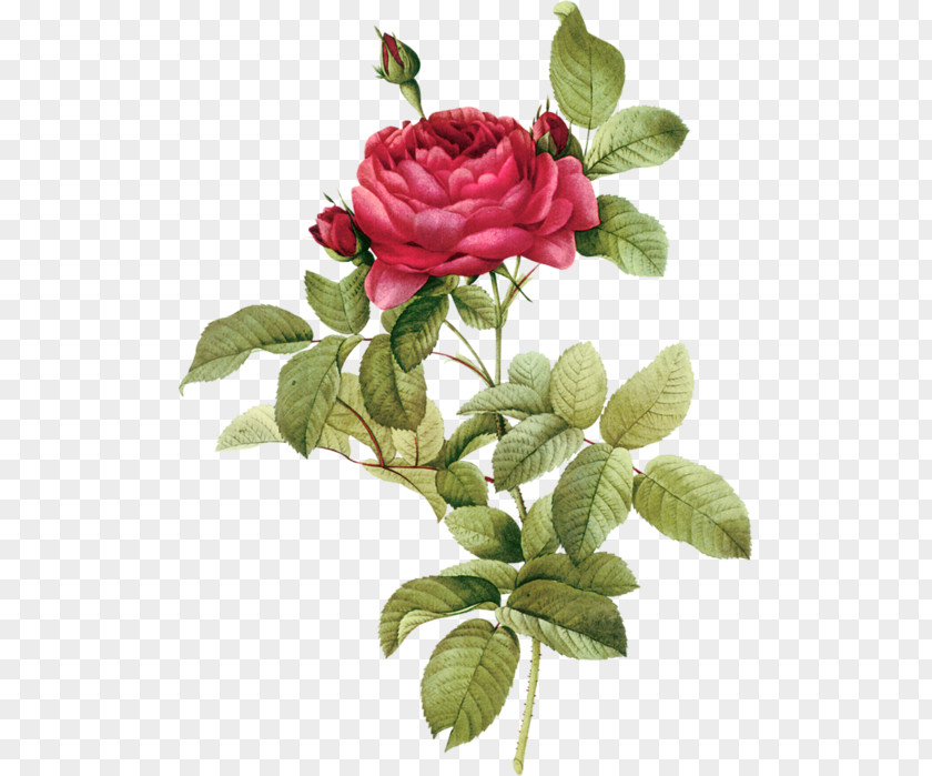 Rose Printing Clip Art PNG