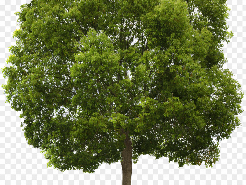 Tree Transparency Populus Nigra Clip Art PNG