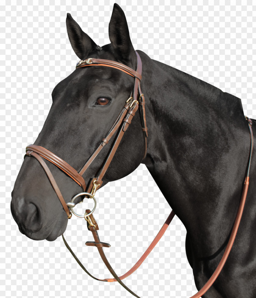 Bridle Halter Bit Filet Noseband PNG