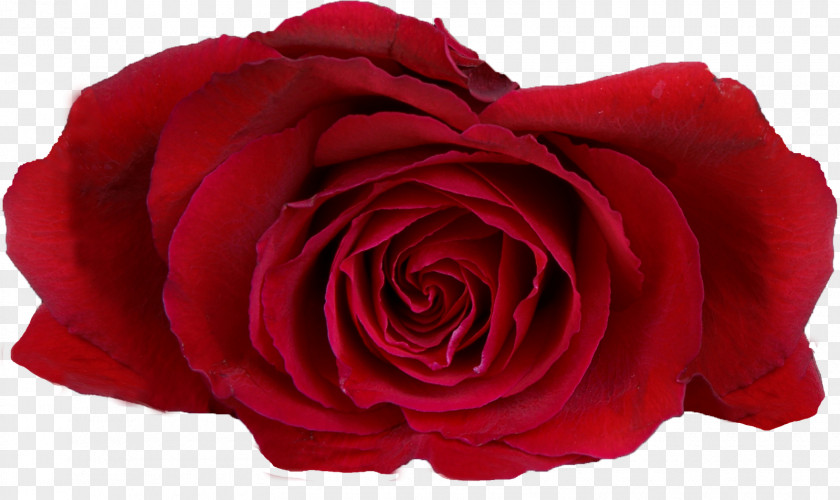 Casamento Garden Roses Flower Desktop Wallpaper Red PNG
