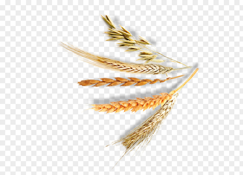 Dinkel Wheat Emmer Einkorn Cereal Crispbread Whole Grain PNG