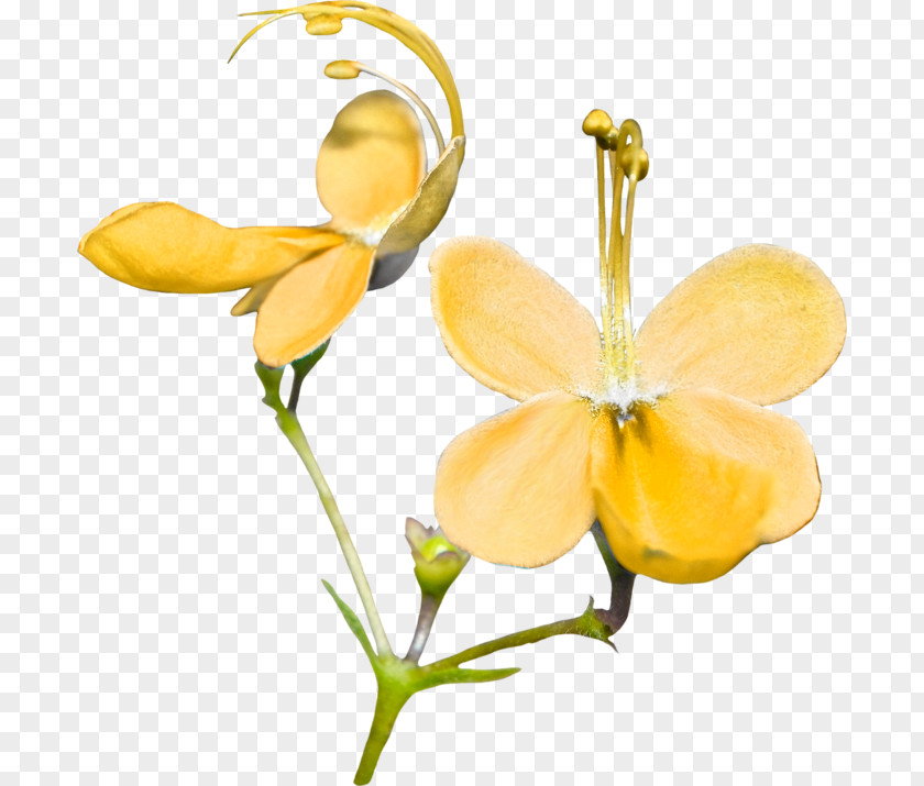 Flower Cut Flowers Yellow Petal Plant Stem PNG