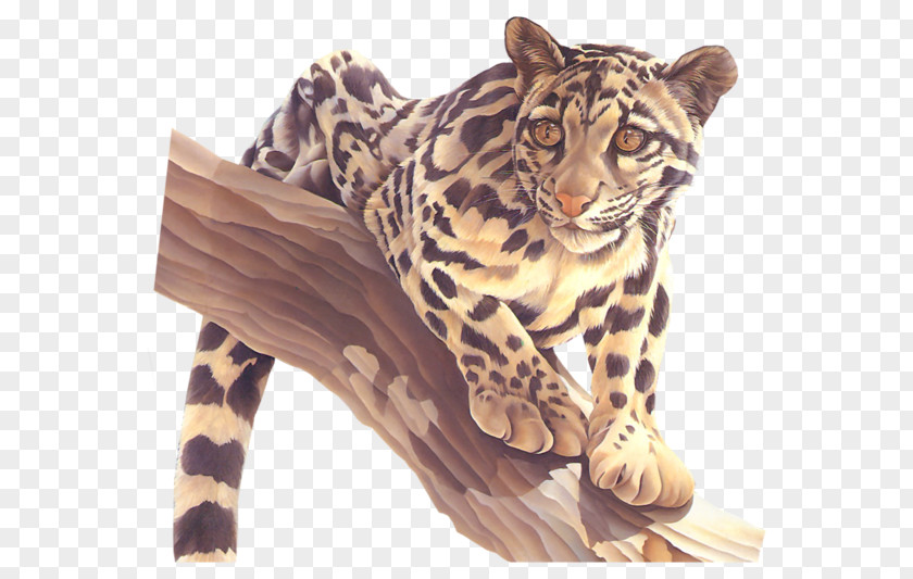 Leopard Tiger Cheetah Jaguar Ocelot PNG