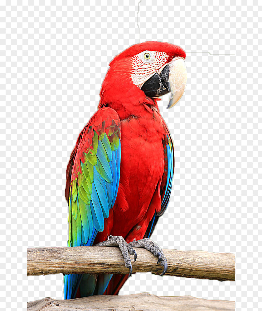 Red Parrot Budgerigar Parrots Bird Macaw PNG
