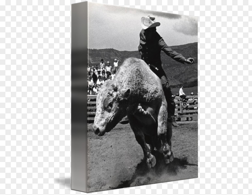 Bull Riding Stallion Mustang Cowboy Pack Animal Freikörperkultur PNG