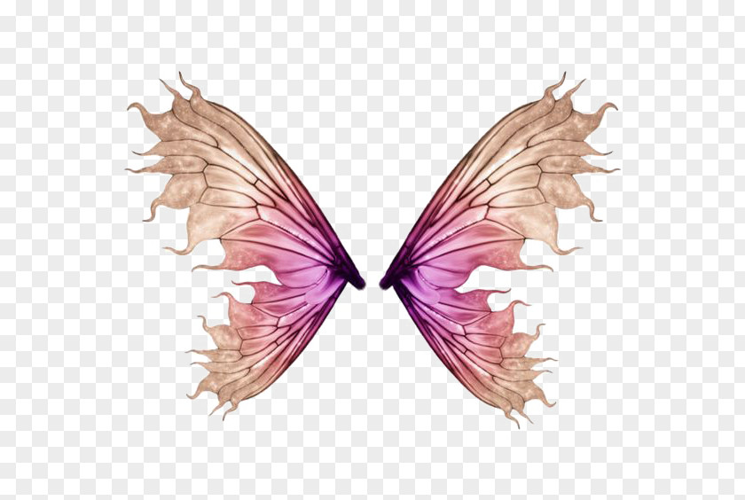 Butterfly Wings Download Photography PNG