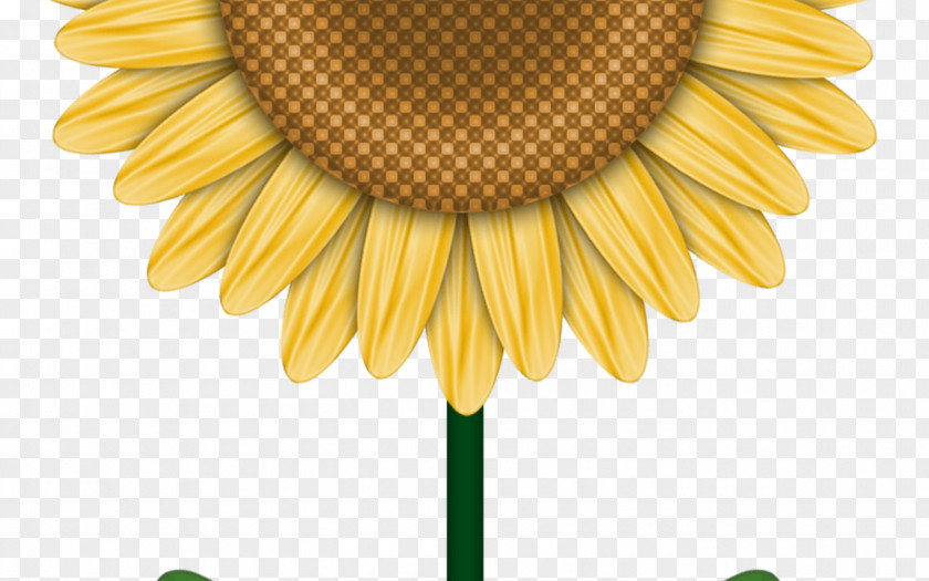 Common Sunflower Drawing Clip Art Image Design PNG