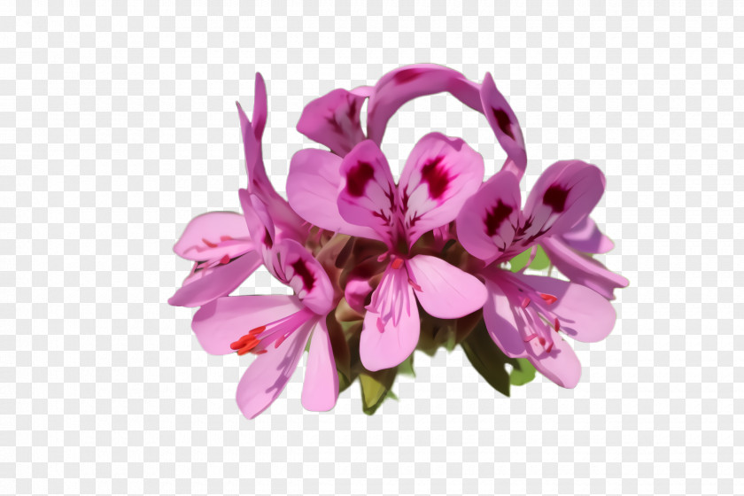 Dendrobium Orchid Flowering Plant Flower Pink Petal PNG