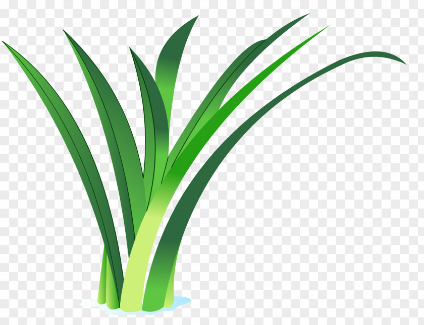 Flower Arecaceae Grasses Flowerpot Plant Stem PNG