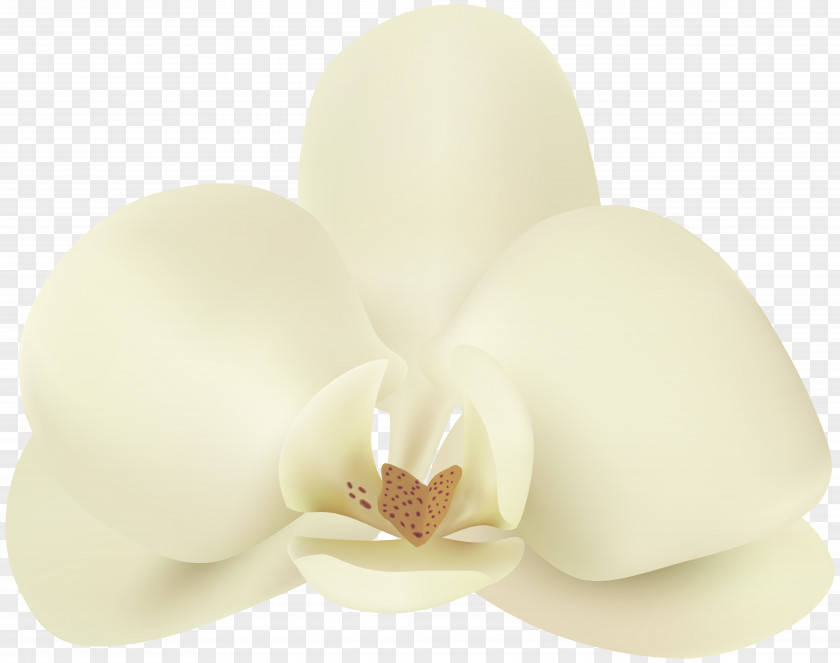 Vanilla Petal Flower Lighting PNG