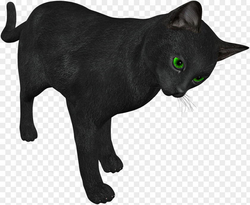 Cat Animaatio Computer Animation Clip Art PNG