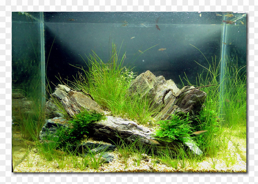 Fish Aquariums Aquascaping Killifish PNG