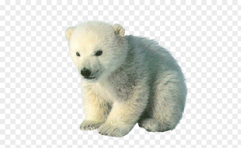 Polar Bear Cubs Baby Bears PNG