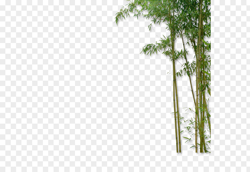 Bamboo China Plant PNG