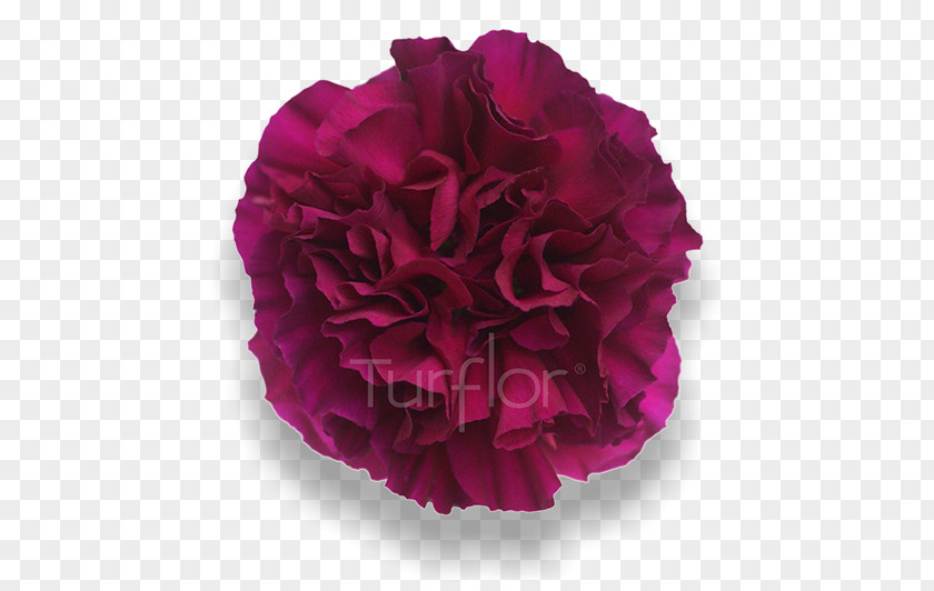 Pink Carnation Cabbage Rose Garden Roses Cut Flowers Peony Petal PNG