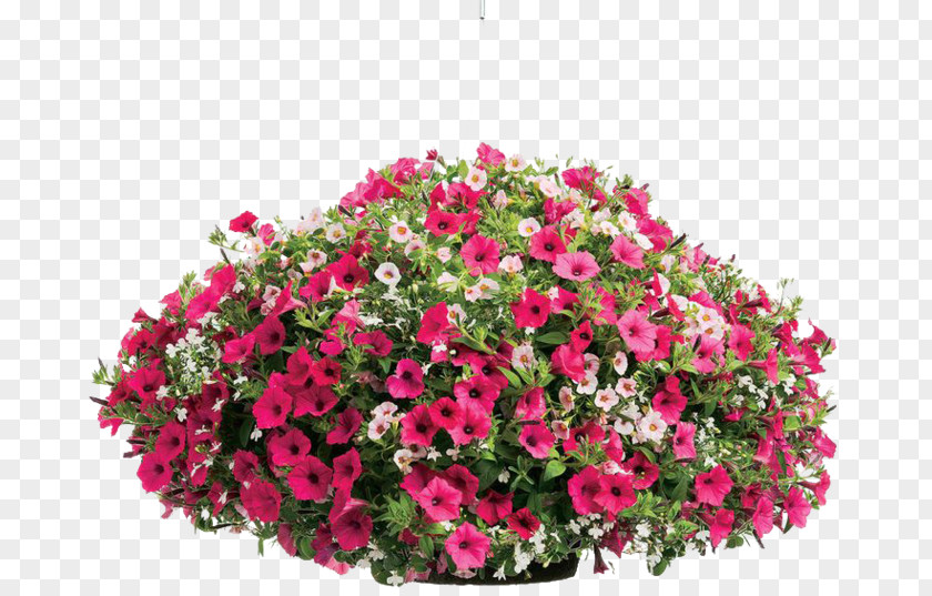 Plant Container Garden Annual Flowerpot Petunia PNG