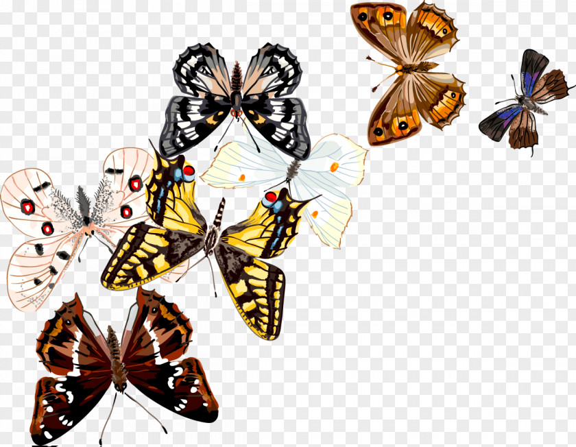 Butterfly Insect Drawing PNG