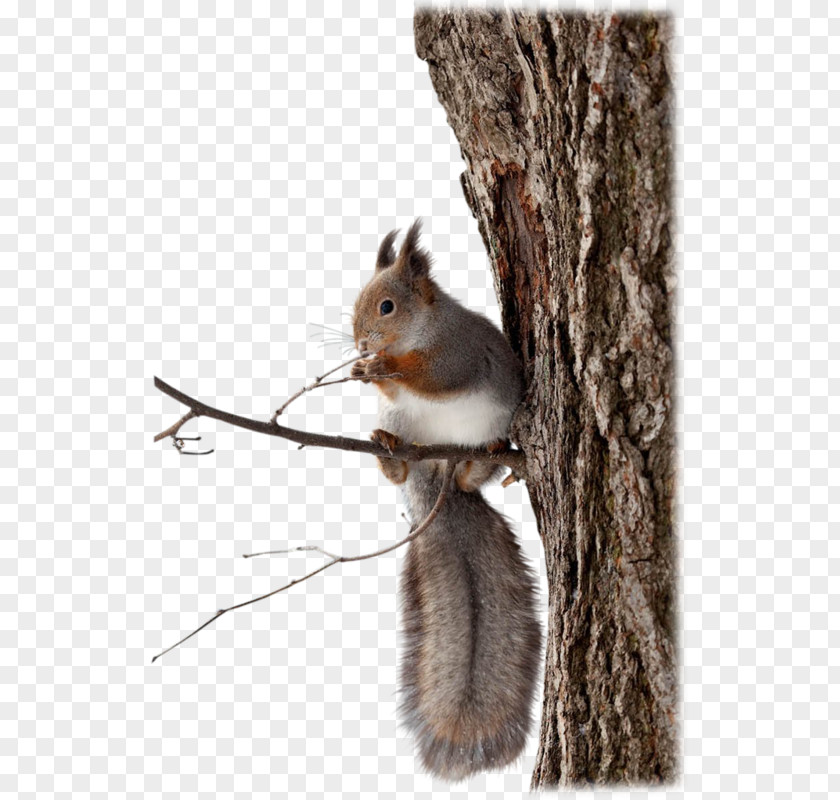 Cute Squirrel Chipmunk Download Software PNG