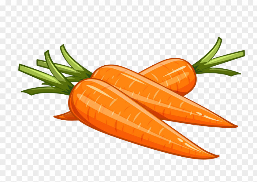 Hand-painted Carrot Euclidean Vector Vegetable Illustration PNG