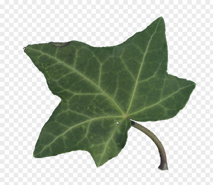 Leaf Figleaf Gourd Ivy Cucurbitaceae Wax PNG