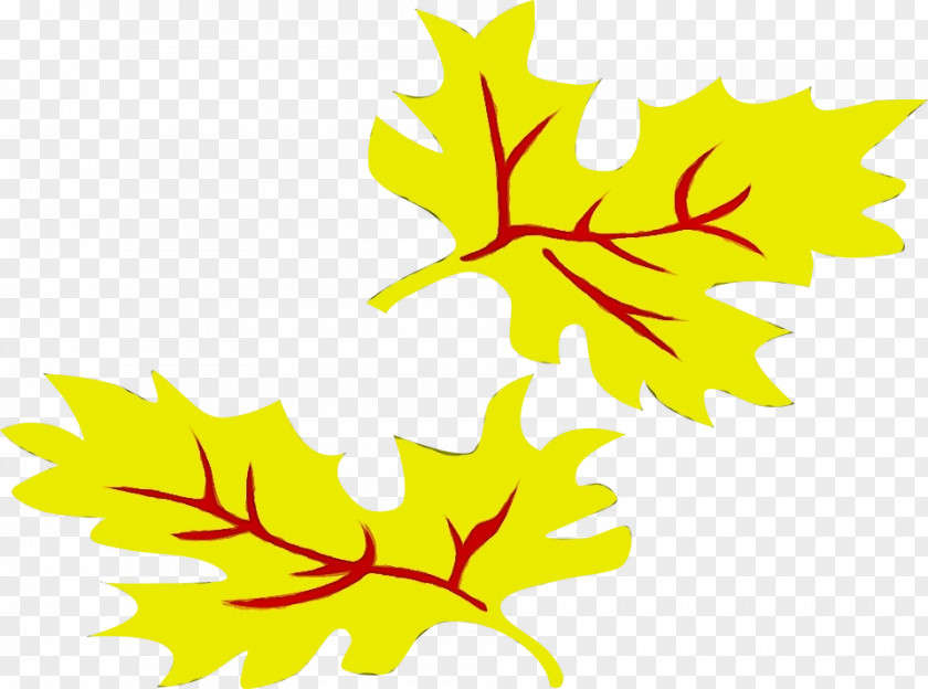 Silver Maple Leaf Autumn Drawing PNG
