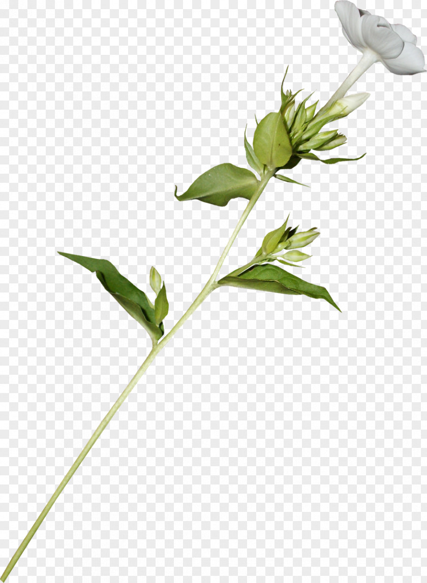 White Flowers Twig Plant Stem Leaf Bud Tree PNG
