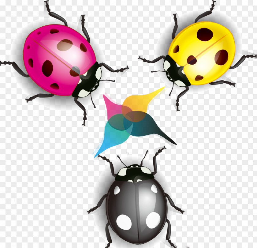 Colorful Ladybug Ladybird Cartoon Coccinella Septempunctata Illustration PNG