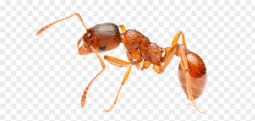 Insect Red Imported Fire Ant Pest Control PNG
