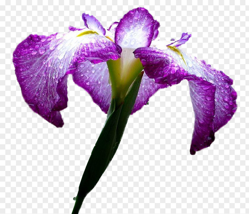 Iris Flower Petal Plant Stem Japanese PNG