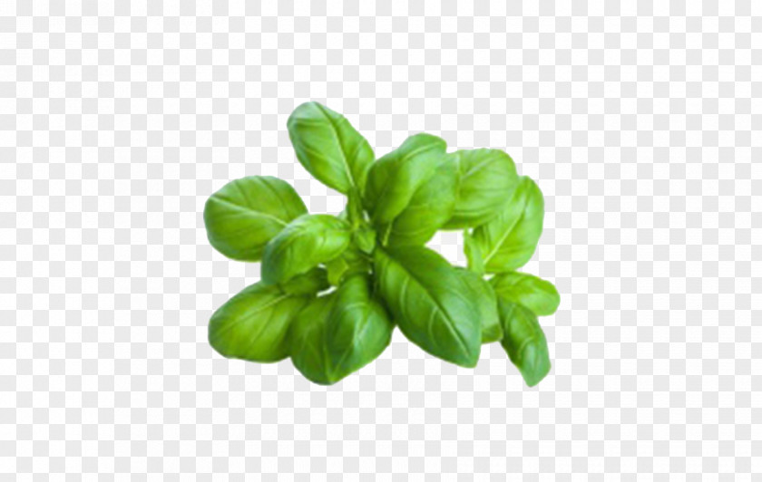 Oil Basil Pesto Herb Italian Cuisine PNG