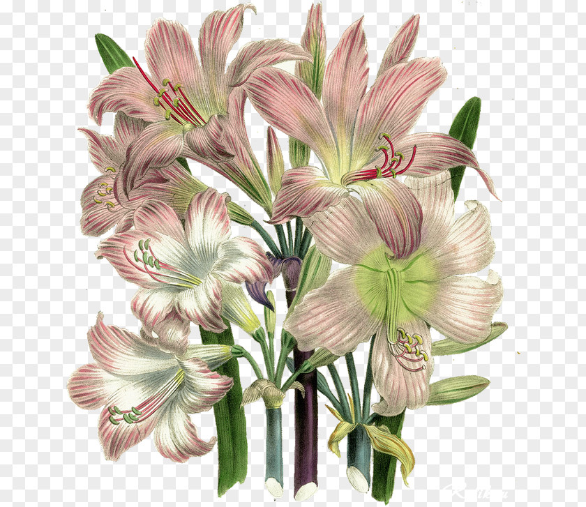 Petal Lily Flower Flowering Plant Cut Flowers Amaryllis Belladonna PNG