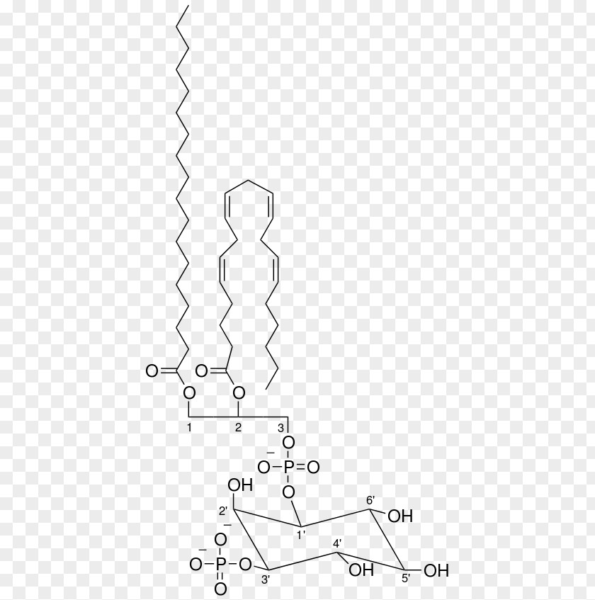 Phosphatidylinositol 345trisphosphate 3-phosphate Phosphoinositide 3-kinase Class III PI Lipid PNG