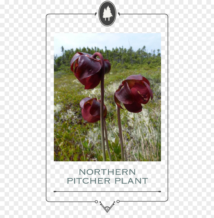 Pitcher Plant Garden Roses The Poppy Family Petal PNG