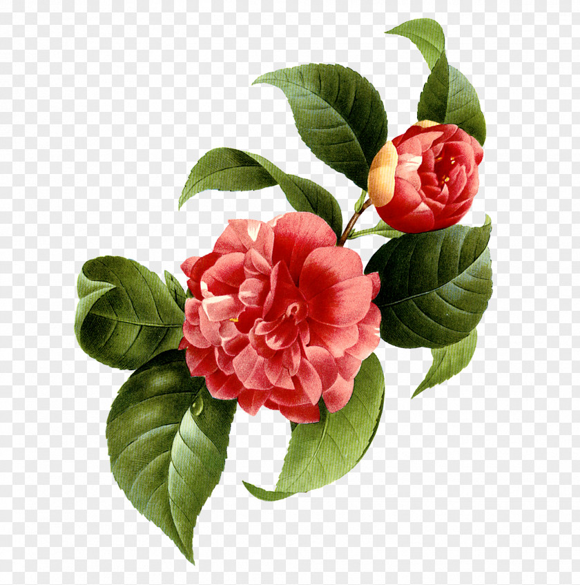 Red Flowers Japanese Camellia Flower Photography PNG