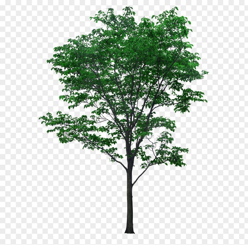 Sub-bite Linden Tree Material PNG linden tree material clipart PNG